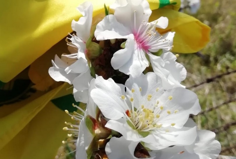 Clima mite e temperature sopra la media: un accenno di primavera in Monferrato